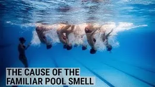 That familiar pool smell is actually caused by urine, dirt, and feces