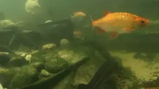Fish Pond - Waterfall #fishpond #gopro # koi #waterfalls #relaxingsound #sleep  @SoundsOfGoodSleep