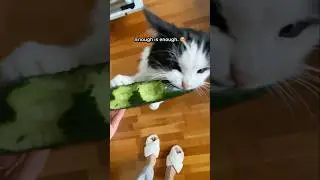 ENOUGH!! 😨 #mauriandcucumbers #cucumbercat #cats #funnycats
