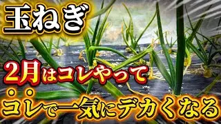 【玉ねぎ】2月にコレをやると立派に育つ！必ずやっておくべきことについてお話します