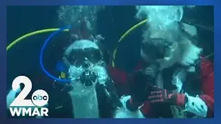 Santa Claus takes a dive at the National Aquarium
