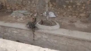 Animal coexistence