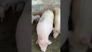 अपने पिग की देखभाल कैसे करें || how to care pig farm || पिग को कैसे मारने से बचाये