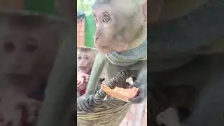 peaceful animal friendship #shorts