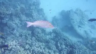 Как ведут себя императоры под водой...DSCF7089