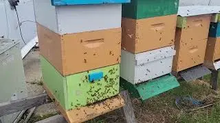 Swarm leaving the hive
