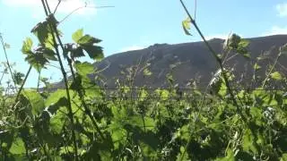 Seven Springs Vineyards joins Boucheron Wines' fine selection - YouTube_2.MP4
