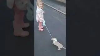Adorable mini dachshund's first walk #dashhound #puppy