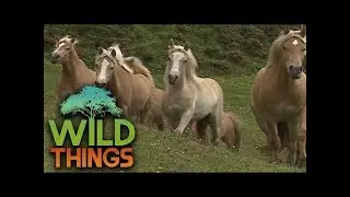 Sense Of Danger: How Animals Anticipate Disasters [Natural Disaster Documentary] | Wild Things