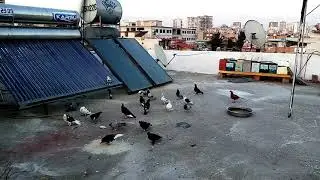 Muhabbet kuşu yakaladım!!