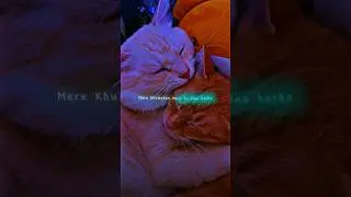 Pal pal ~ Afusic 😞💘 | Cat version | Slowed reverb | Aesthetic status | #lyrics#shorts#trendingsong