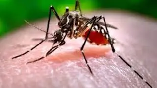 How to recover from Dengue Fever quickly?