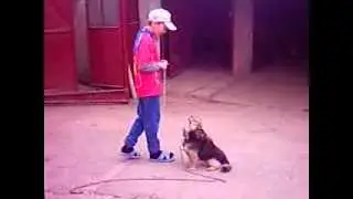 singing sensation-dog