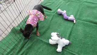 Home less dog Rubi looking for a home