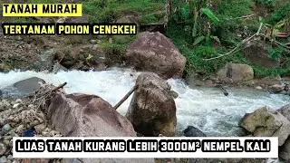 #dijual tanah kebun cengkeh dll murah‼️LT±3000m² nempel kali kecil lokasi bogor barat 