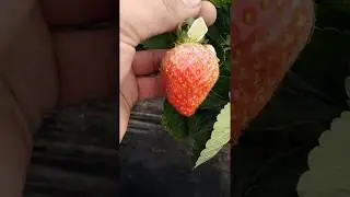 16.03.2020 &Ccedil;ilek Meyvelerin de K&uuml;lleme Hastalığı (Sphaerotheca Macularis Fsp.)