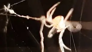 Baby Redback Spider & A Parasitic Worm. Two Day Old Latrodectus Hasselti & A Gordian Worm