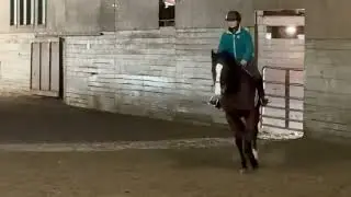 Union Train 2019 Bay Gelding Available for Adoption