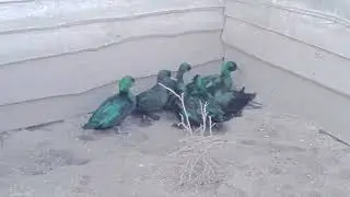 Каюга карликова.
