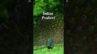 Indian Peafowl #peafowl #indianpeafowl #nature #europe #nationalgeographic #beautiful #naturalshort
