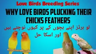 Why Love Birds pluck feathers of their chicks? | love birds feather plucking solution