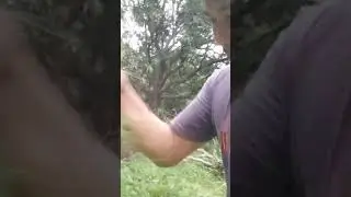 Free vegetables