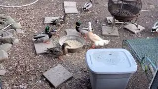 20240204 160454 Mr  Limpy shares food with the wild Mallards