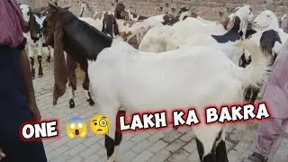 BAKRAY PASAND KR Liye 😂&hearts;️ OR BHUT SASTY RATES AIMNABAD ROAD SIALKOT #vlogs #mandi # Goats