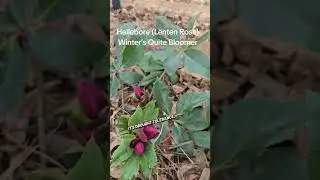 Lenten Rose is a hardy early bloomer #lentenrose #hellebore #winterbloom #shadegarden #coldhardy