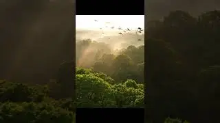 Majestic Morning: Aerial View of Nature Awaking #nature #morning #sunrise #birds