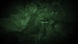 Matts execution