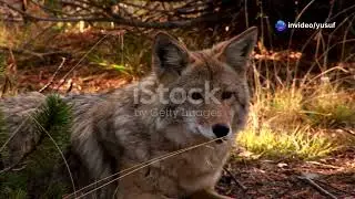 Coyote  The Trickster God of Native Amer 2024 12 15