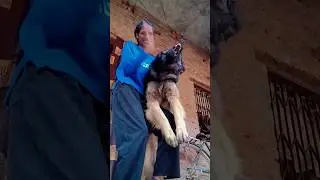 phone me nhi dekhega Gussa dikha rha h  #shorts #viral #trending #youtubeshorts