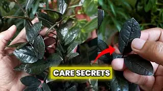 Caring for Raven ZZ Plant &mdash; Everything You Need to Know