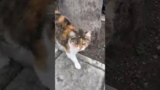 Cats of Cyprus #cats #cyprus #animals
