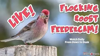 🪶 Live Bird Feeder Cam! Join us Daily at 08:00 ! - 2026-01-17 🪶