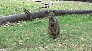 Swamp Wallaby Hanging out with the Water Dragons Aussie Wildlife Trail Cam Queensland Australia