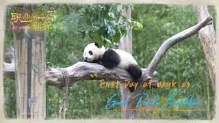 Smiley's Vlog | First day at work as giant panda breeder