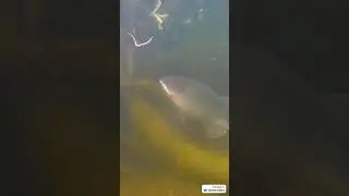 Feeding Aggressive Pet Bass - He Inhales A Earthworm  #fish #fishing #animals