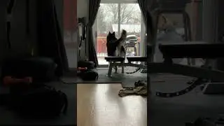 Talking Dog being rude to mom!! #talkingdog #alaskanmalamute