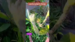cactus plant 2025 | bryophyllum cactus plant online | cactus plant cheap