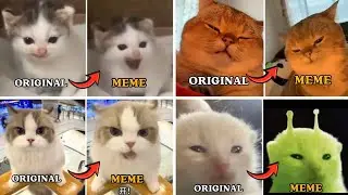 Original video vs meme | CAT MEMES compilation 