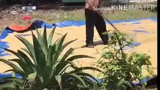 METHOD of DRYING RICE in VIETNAM