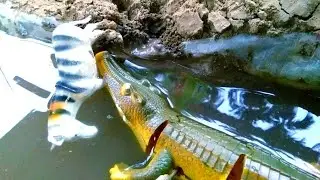 Toy Animals video for kids,Crocodile attack zebra at river,Lipi Toys