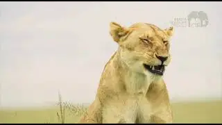 Zuru Kenya Parks