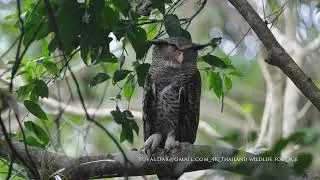 Spot bellied eagle owl (*Ketupa nipalensis*) / Kaeng Krachan NP, Thailand