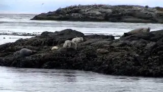 Next Stop_ Vancouver_Victoria - Whale Watching with Eagle Wing Tours.mp4