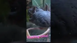 wait for it. axolotl feeding time. look at the speed these beauties can swallow a giant worm.