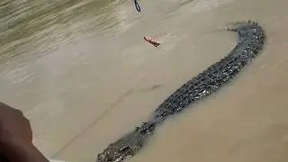 JUMPING CROCODILE IN DARWIN!
