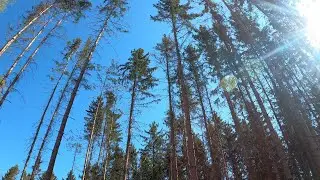 Mission: Borkenk&auml;fer im Vogtland